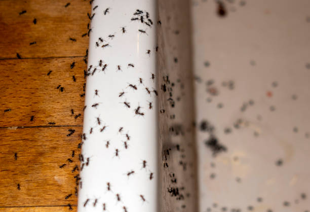  Edna, TX Pest Control Pros