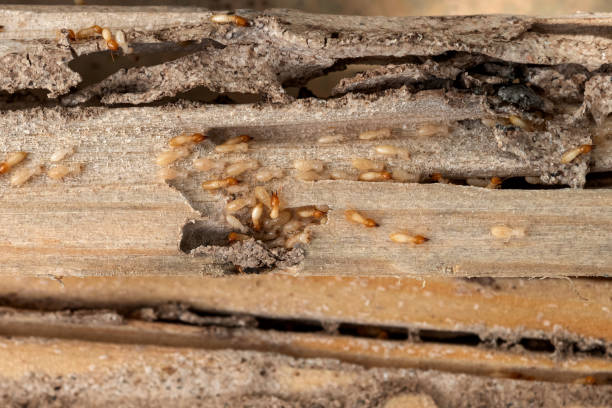 Trusted Edna, TX Pest Control Experts